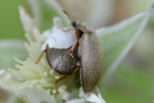Himbeerkäfer (Byturus tomentosus).