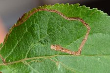 Schlangenminiermotte an Apfel (Lyonetia clerkella).