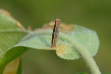 Sackträgermotte an Apfel (Coleophoa spp.).