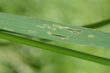 Getreidehähnchen: Blattfrass der Käfer an Gräsern