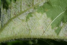 Falscher Mehltau der Sonnenblume (Plasmopara halstedii).