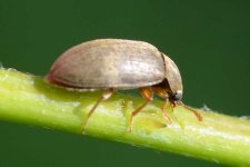 Himbeerkäfer (Byturus tomentosus).