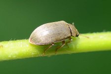 Himbeerkäfer (Byturus tomentosus).
