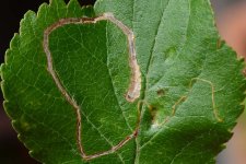 Schlangenminiermotte an Apfel (Lyonetia clerkella).