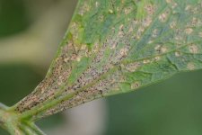 Septoria-Blattfleckenkrankheit (Septoria apiicola).