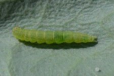 Kohlmotte (Plutella xylostella)