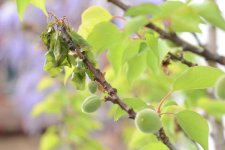 Monilia Blüten- und Zweigdürre