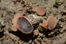 Sonnenblumenkrebs (Sclerotinia sclerotiorum)