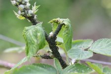  Brombeerblattlaus (Aphis ruborum).