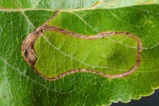 Schlangenminiermotte an Apfel (Lyonetia clerkella).