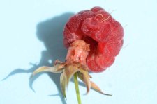 Larve des Himbeerkäfers (Byturus tomentosus).