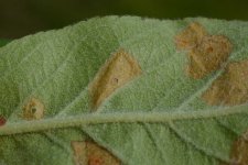 Sackträgermotte an Apfel (Coleophoa spp.).