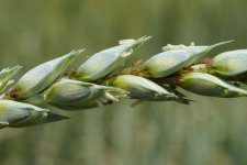 Grosse Getreideblattlaus an Weizen