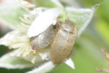 Himbeerkäfer (Byturus tomentosus).