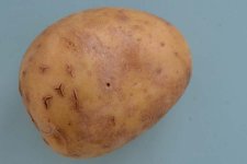 Silberschorf an Kartoffeln (Helminthosporium solani).
